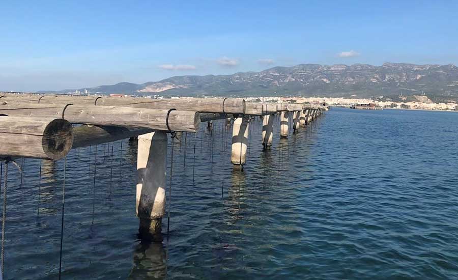 Oyster rafts (or